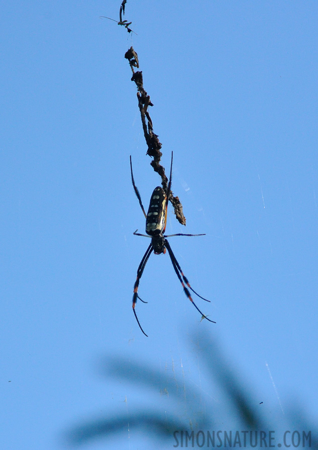 Trichonephila senegalensis annulata [550 mm, 1/5000 Sek. bei f / 6.3, ISO 2500]